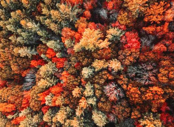 herbstliche waldluftansicht - vibrant color tree day autumn stock-fotos und bilder