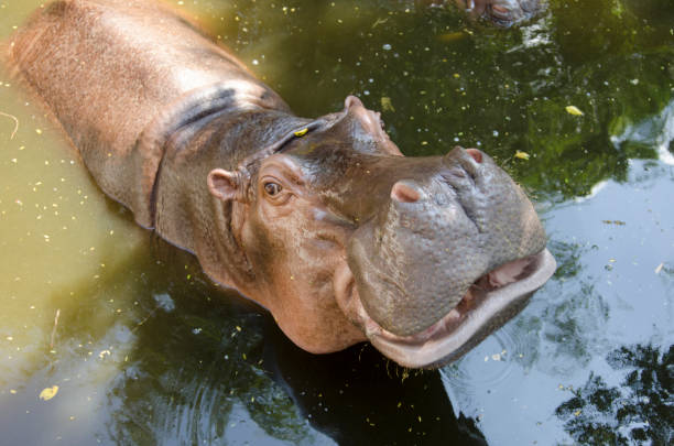 istock 2 hippopotamuses are happily playing in the water. 1184785926