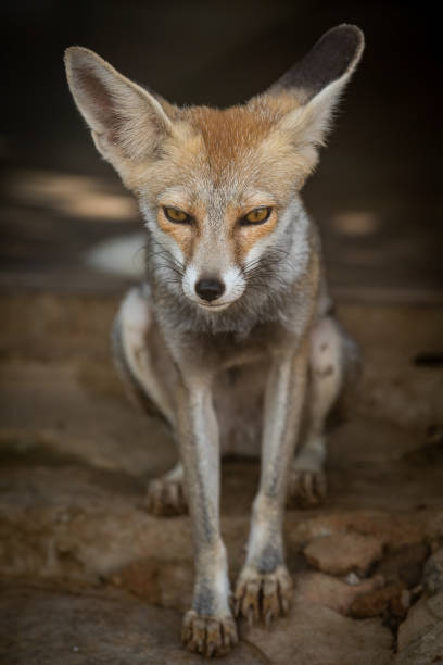 istock white footed fox or desert fox or vulpes vulpes pusilla closeup image at tal chhapar sanctuary, rajasthan, india 1184785956