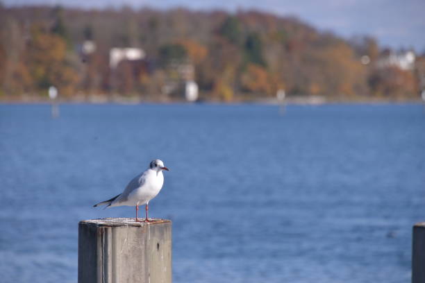 Bird sitting on a wooden mooring bollard in a canal in the light of sunset in autumn, Almere, Flevoland, The Netherlands, November 24, 2020