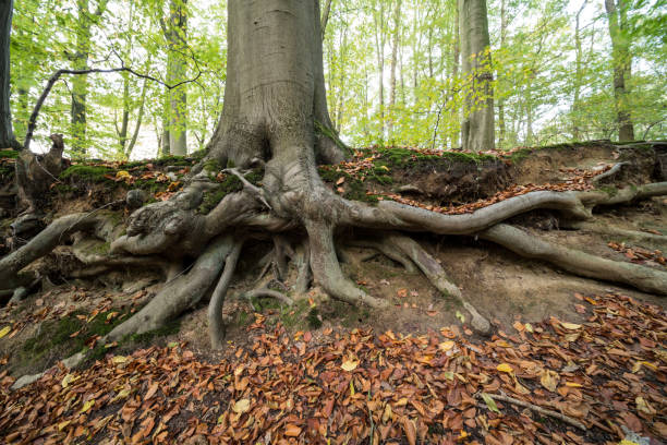 istock Autumn in the forest 1184787134