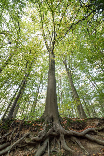 istock Autumn in the forest 1184787138