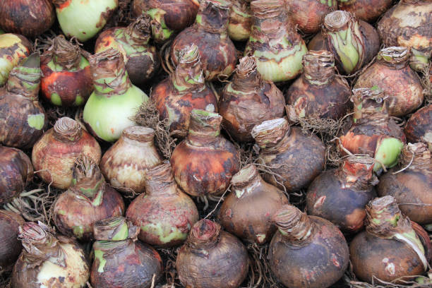 istock Plant bulbs, Amsterdam, Netherlands. 1184789409