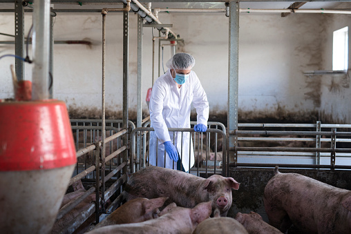 Veterinarian observing pigs at pig farm and checking their health and growth.