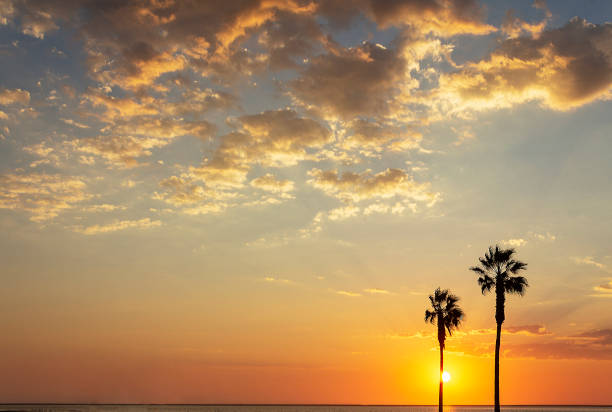 istock palm trees and colorful sky with beautiful sunset 1184789795