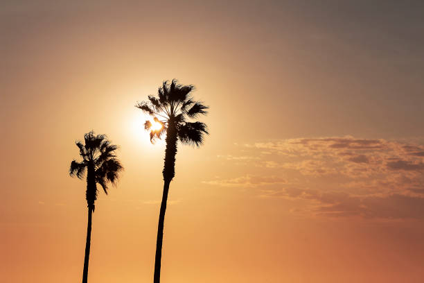 istock palm trees and colorful sky with beautiful sunset 1184789888