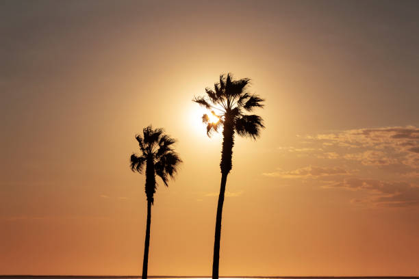 istock palm trees and colorful sky with beautiful sunset 1184790461