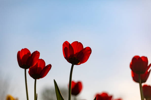 istock Red tulips on a white background. Background with flowers 1184790521