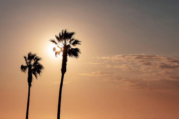 istock palm trees and colorful sky with beautiful sunset 1184790543