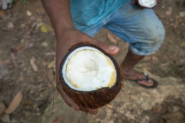 istock raw coconut held with male hand 1184790683