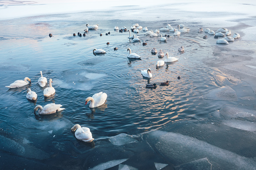 Group of swans and ducks swimming in a frozen lake at sunrise.