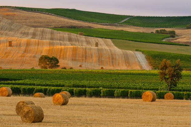 istock Bends and curves of fields and hills 1184795504