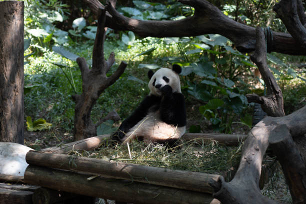 istock Big Panda in a zoo in China 1184797332