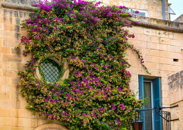 istock Round window overgrown with Bougainvillea branches 1184797437