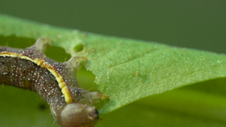 Big caterpillar eat green leave on a blurred background, caterpillar moving on leave of tree