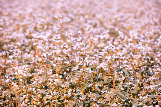 istock Blooming buckwheat field on a sunny day. Nature background 1184797813