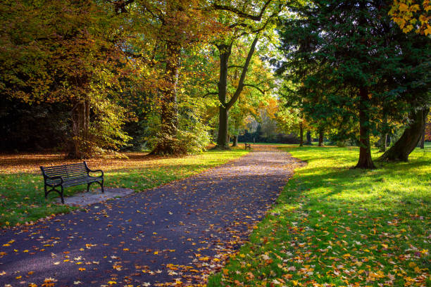 istock Bench In Park During Autumn 1184797911
