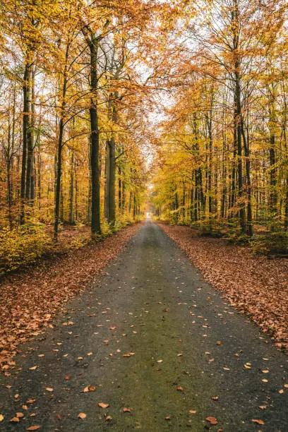 Beechforest alley on Visings island near Granna in Sweden