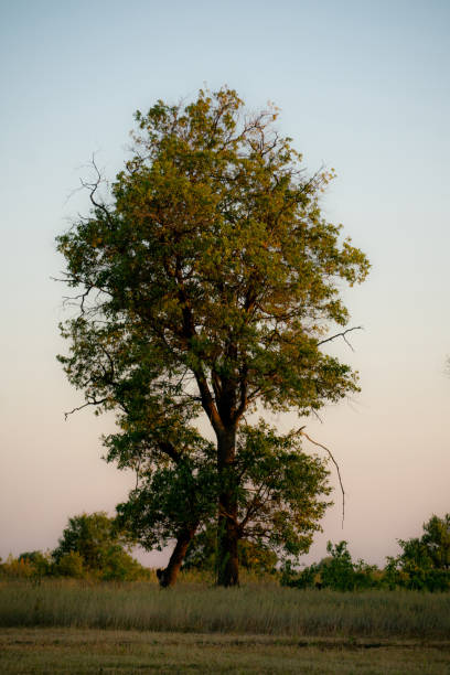 istock a single beautiful tree in savanna desert against the sky 1184804660