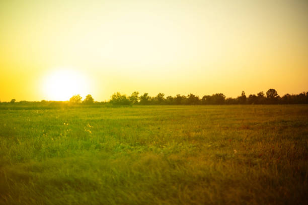 istock idylic summer field with grass panorama, nature landscape during sunset 1184804692