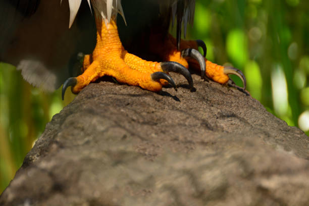 istock Claw of the steller`s sea eagle 1184807227