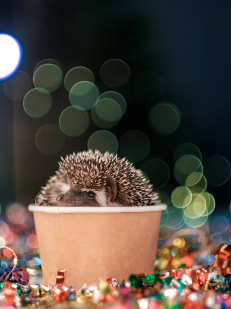 istock small Christmas hedgehog is looking at the camera 1184808268