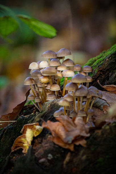 istock Little mushrooms on a trunk 1184810349