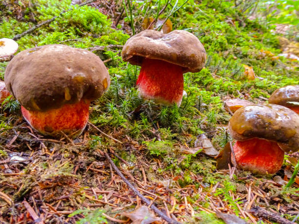 istock Poison mushroom Satan's tube in the forest 1184813472