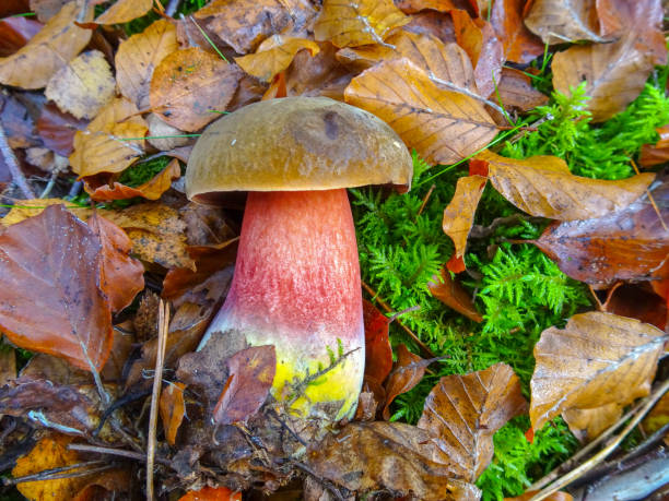 istock Poison mushroom Satan's tube in the forest 1184813678