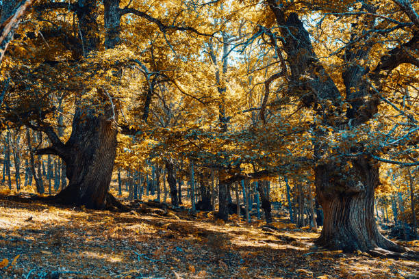 istock Ancient chestnuts in Spain forest with warm colors 1184813949