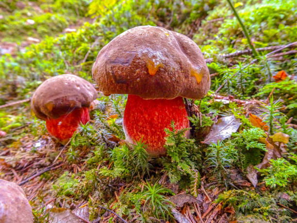 森の中の毒キノコサタンの管 - toadstool fly agaric mushroom mushroom forest ストックフォトと画像