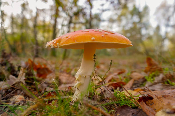 istock Fly mushroom in the forest 1184815086