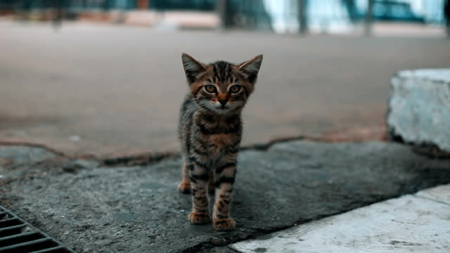 Undomesticated Lost Kitten Cat Meowing in Public Area in Istanbul