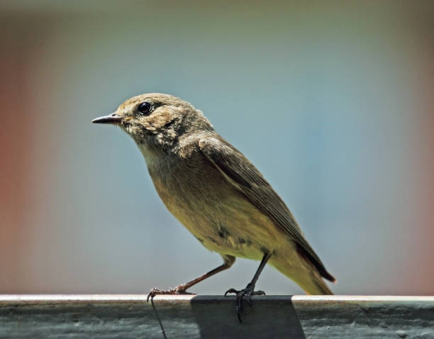 istock Nightingale bird with big black eyes 1184817524