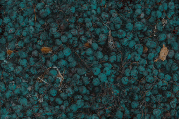 closeup of freshly picked sloes, partly showing their natural white wax film