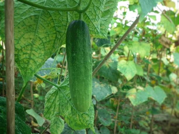 istock Small cucumber hanging on the plant 1184818109