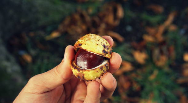 istock Opening a fresh buckeye / chestnut in autumn 1184819196