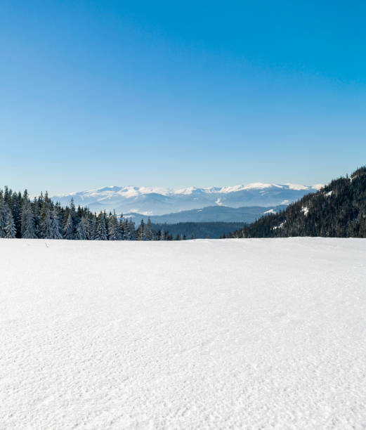 istock Pine tree forest in snowy winter mountains 1184820631