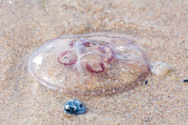aurelia aurita on the beach in hel (poland) - moon jellyfish jellyfish sea sea life imagens e fotografias de stock
