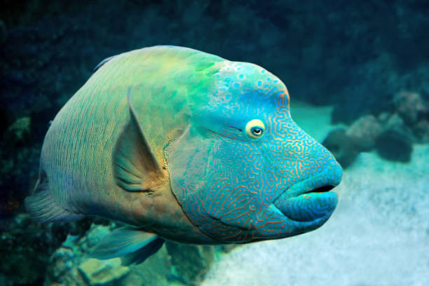 Fish Napoleon Wrasse (Cheilinus undulatus) on coral reef. Fish Napoleon Wrasse (Cheilinus undulatus) on a coral reef. Close up humphead wrasse stock pictures, royalty-free photos & images