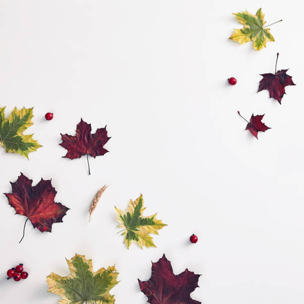 istock Autumn foliage flat lay 1184822319