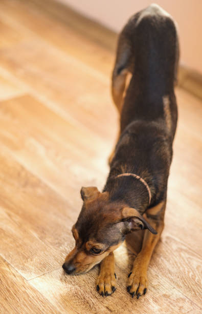 istock Miniature pinscher puppy at home. 1184823182