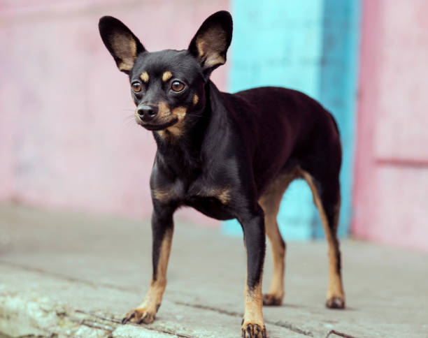 istock Adult black toy terrier posing 1184823231