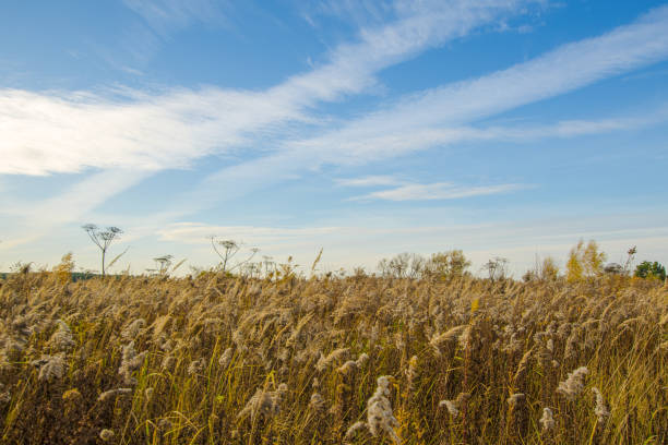 istock blue sky over the autumn field 1184823813