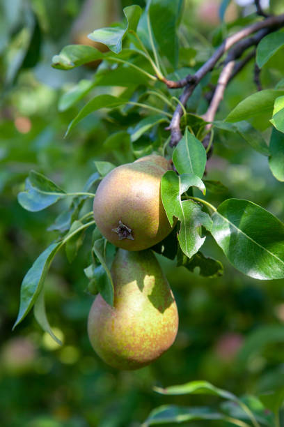 istock Shiny delicious pears hanging from a tree branch in the orchard. 1184826211