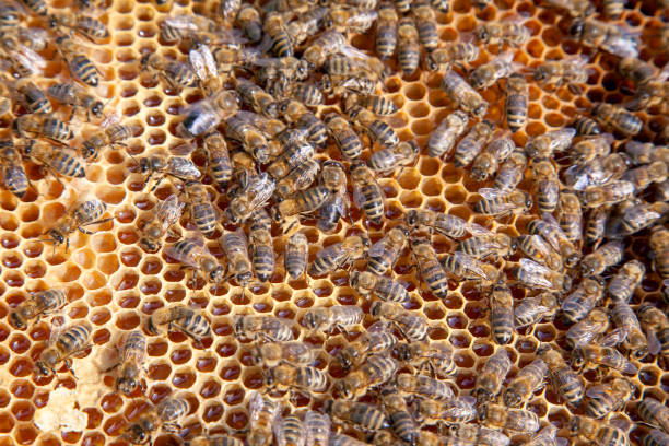 istock Working bee on the honeycomb with sweet honey. 1184826261