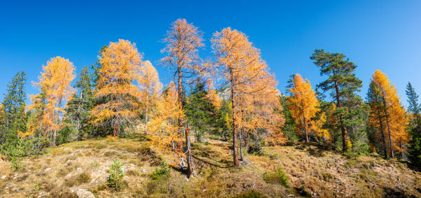istock Panoramic view over larch, pine and spruce forests covering Dolomite mountain summits in Autumn October colors at sunny day, Dolomites, South Tyrol, Italy 1184826502
