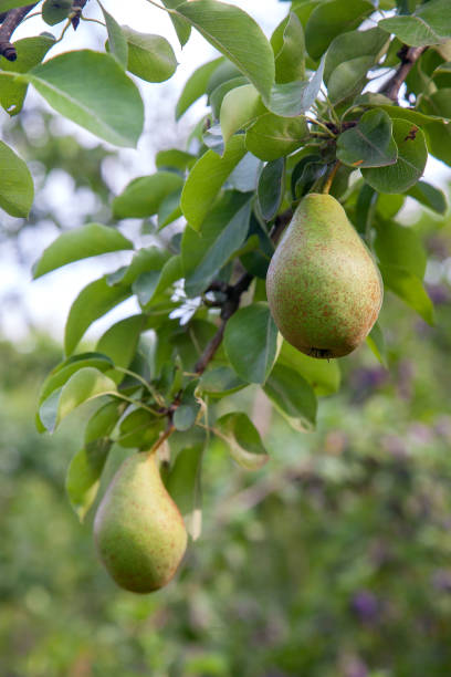 istock Shiny delicious pears hanging from a tree branch in the orchard. 1184826563