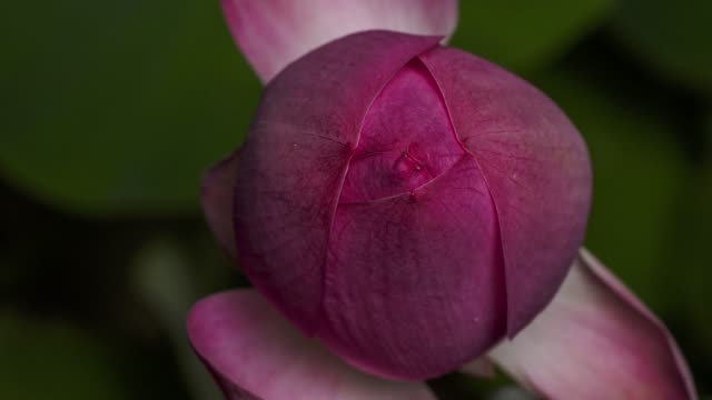 Time lapse opening of a pink lotus flower, from bud to full blossom, zoom out video, 4K version.