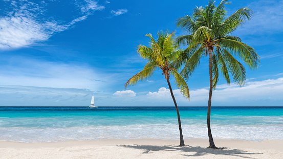 Beautiful Caribbean beach with palm trees and a sailing boat in blue sea on Paradise island.